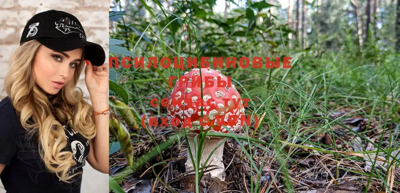 Галлюциногенные грибы Magic Shrooms  Карачаевск 